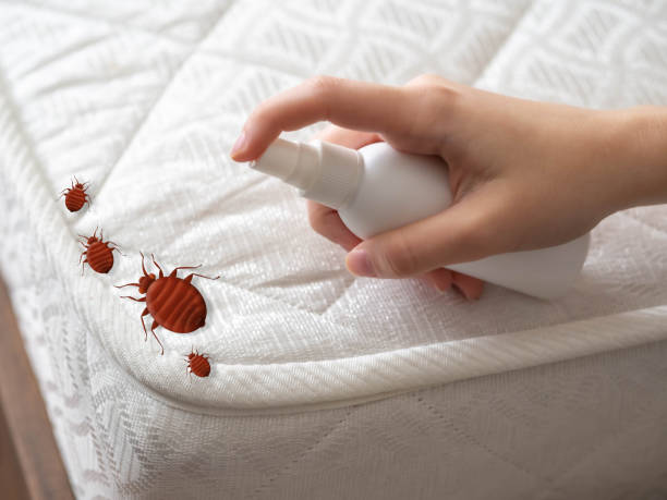 Best Local Pest Control Services  in Miami Lakes, FL