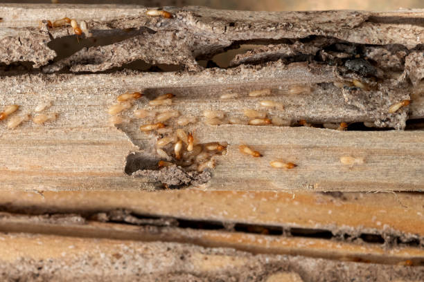 Best Local Pest Control Services  in Miami Lakes, FL
